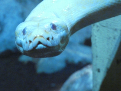 Indian rock python - De Zonnegloed - Animal park - Animal refuge centre 